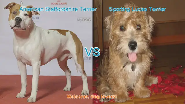 Video thumbnail for American Staffordshire Terrier vs. Sporting Lucas Terrier: A Comprehensive Comparison