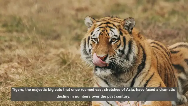 Video thumbnail for Top 10 Countries with the Largest Tiger Populations