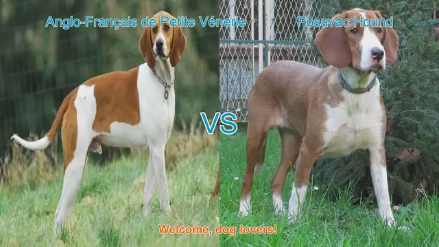 Video thumbnail for Dog Breed Comparison: Anglo-Français de Petite Vénerie vs. Posavac Hound