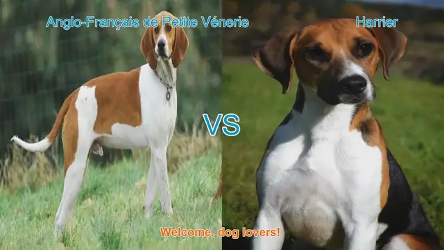 Video thumbnail for Dog Breed Comparison: Anglo-Français de Petite Vénerie vs. Harrier