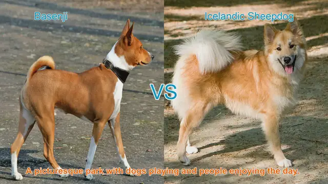 Video thumbnail for Basenji vs. Icelandic Sheepdog: A Comparison of Two Unique Dog Breeds