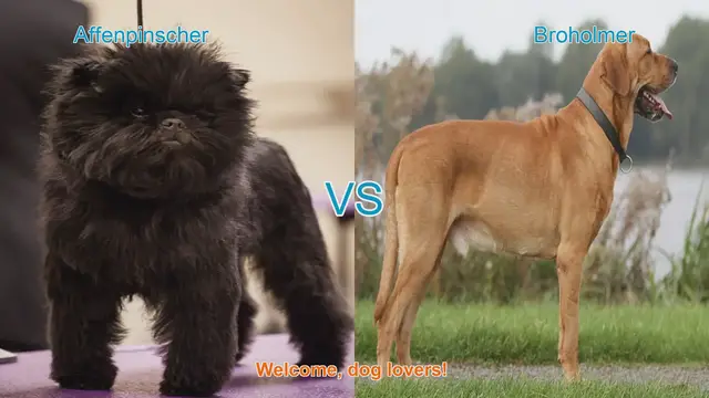 Video thumbnail for Affenpinscher vs. Broholmer: A Comparison of Unique Dog Breeds