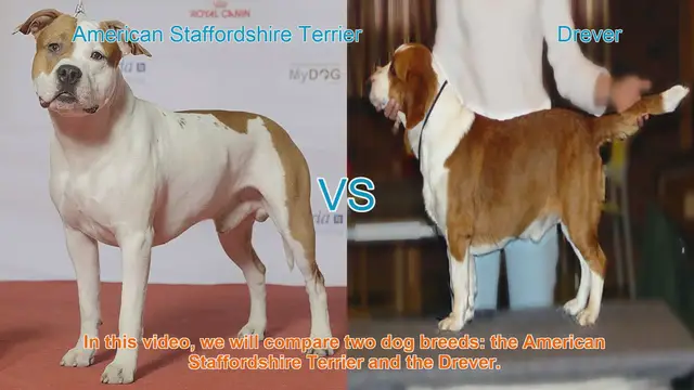 Video thumbnail for American Staffordshire Terrier vs. Drever: A Comparison of Two Dog Breeds