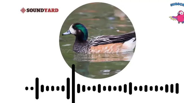 Video thumbnail for [AUDIOGRAM VERSION] Chiloe Wigeon Sound, Chiloe Wigeon Call and Song