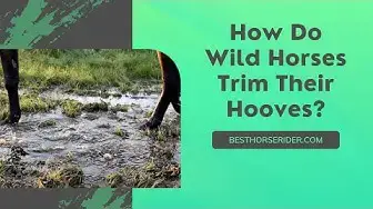 Video thumbnail for How Do Wild Horses Trim Their Hooves?