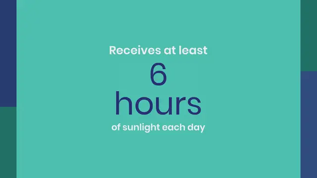 Video thumbnail for How to Grow Love in a Puff Vine