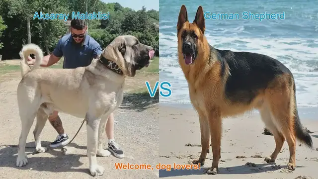 Video thumbnail for Aksaray Malaklisi vs. German Shepherd: Breed Comparison Guide