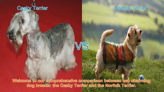 Video thumbnail for Cesky Terrier vs. Norfolk Terrier: A Comprehensive Comparison