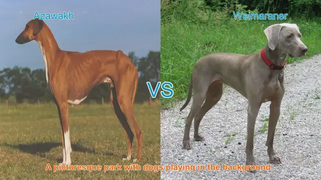 Video thumbnail for Azawakh vs. Weimaraner: A Comparison of Elegant Long-Leg Dog Breeds