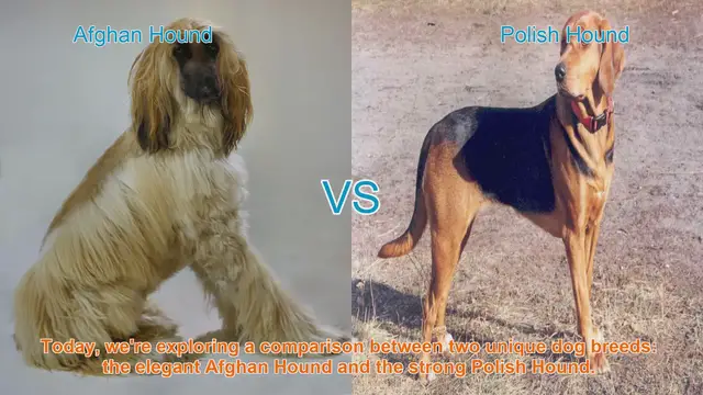 Video thumbnail for Afghan Hound vs. Polish Hound: A Breed Comparison