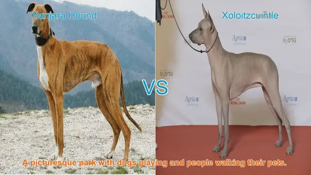 Video thumbnail for Comparing Banjara Hound and Xoloitzcuintle: Unique Long-Leg Dog Breeds