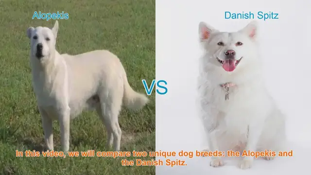 Video thumbnail for Alopekis vs. Danish Spitz: A Comprehensive Breed Comparison