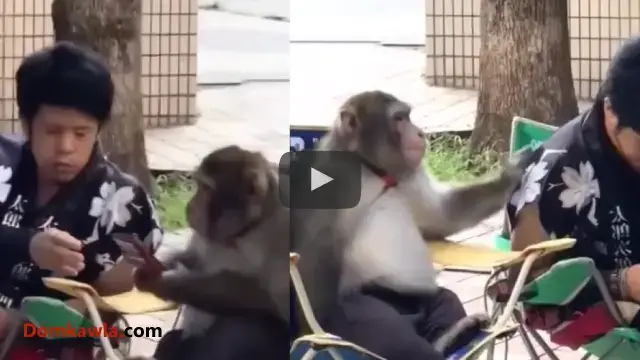 'Video thumbnail for Monkey With Human Intelligence'