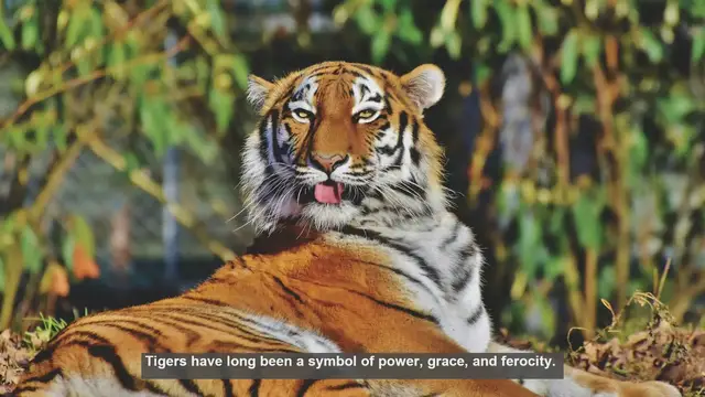 Video thumbnail for 10 Surprising Tiger-Themed Ad Campaigns That Roared to Success