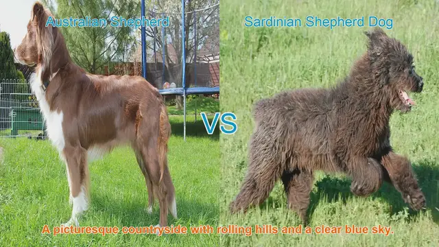 Video thumbnail for Australian Shepherd vs. Sardinian Shepherd Dog: A Breed Comparison