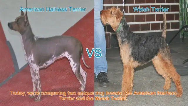 Video thumbnail for American Hairless Terrier vs. Welsh Terrier: A Breed Comparison