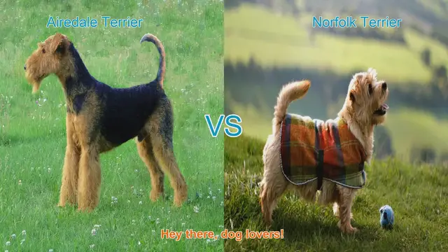 Video thumbnail for Airedale Terrier vs. Norfolk Terrier: A Charming Breed Comparison