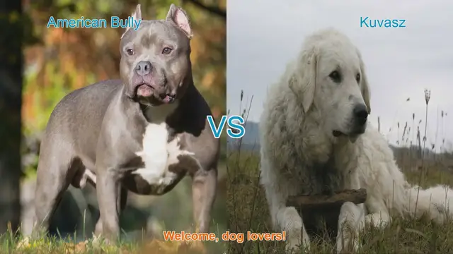 Video thumbnail for American Bully vs. Kuvasz: A Comparison of Two Distinct Dog Breeds