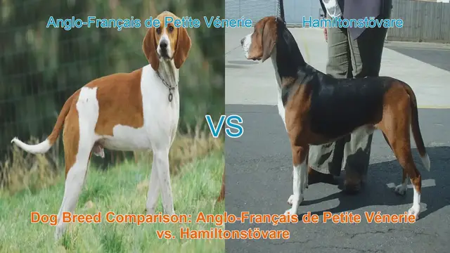 Video thumbnail for Dog Breed Comparison: Anglo-Français de Petite Vénerie vs. Hamiltonstövare