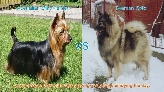 Video thumbnail for Comparing Australian Silky Terrier and German Spitz: A Comprehensive Guide