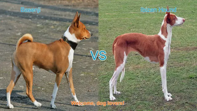 Video thumbnail for Basenji vs. Ibizan Hound: A Comparison of Ancient Dog Breeds