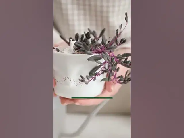 'Video thumbnail for Top 15 Colorful Succulents You Need To Grow'