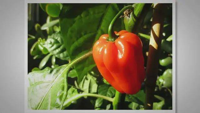 Video thumbnail for Paprika im Gewächshaus pflanzen und pflegen