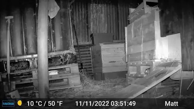 Video thumbnail for Nouvel arrivant dans le poulailler