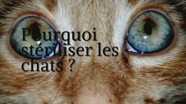 'Video thumbnail for Pourquoi stériliser les chats ?'