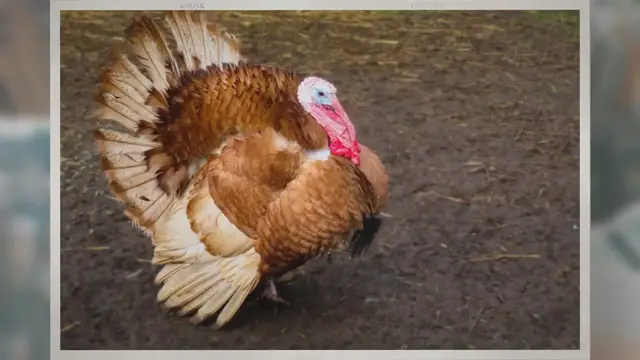 Video thumbnail for Do Turkeys Really Drown In the Rain?