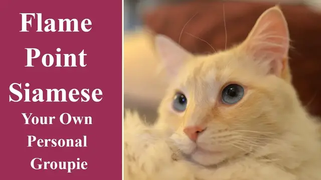 Video thumbnail for Flame Point Siamese Your Own Personal Groupie
