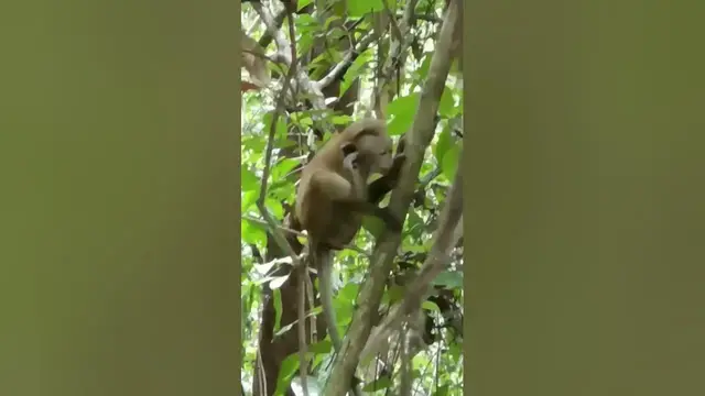 Video thumbnail for Monkey #shorts