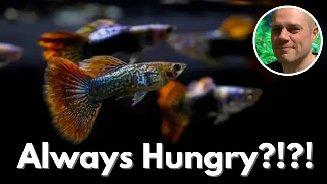 'Video thumbnail for Why Are My Guppies Always Hungry? HOW MUCH FOOD SHOULD I FEED MY GUPPIES?'