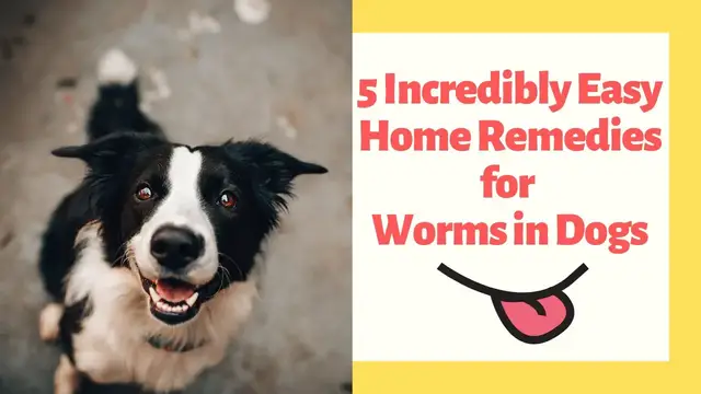 'Video thumbnail for 5 Incredibly Easy Home Remedies for Worms in Dogs'