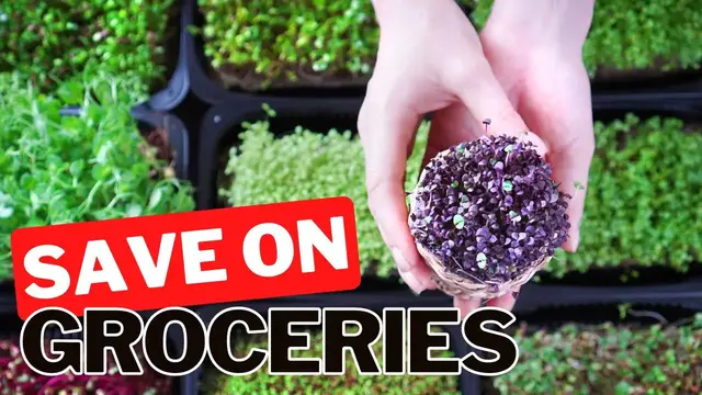'Video thumbnail for Endless Salad For Cheap. Helping You Cut The Grocery Bill Down With Microgreens Vs. Sprouts'