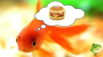 Video thumbnail for What Is The Best Food For Goldfish? WHICH FOODS DO GOLDFISH LOVE TO EAT?