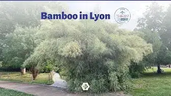 Video thumbnail for Bamboo in Lyon