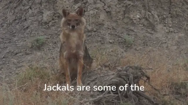 Video thumbnail for Jackal Habits: What Makes Them Wildly Fascinating?