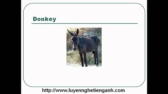 Video thumbnail for Learn English Vocabulary Through Pictures - Topic - Animals Lesson 03
