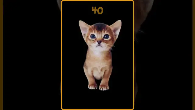 'Video thumbnail for 70 Cute kittens by famillypet'