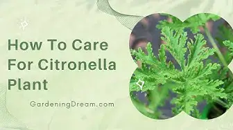 Video thumbnail for How To Care For Citronella Plant