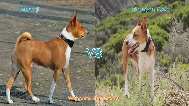Video thumbnail for Basenji vs. Mountain Feist: A Comparison of Unique Dog Breeds