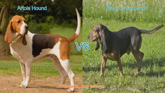 Video thumbnail for Artois Hound vs. Bruno Jura Hound: A Comprehensive Comparison