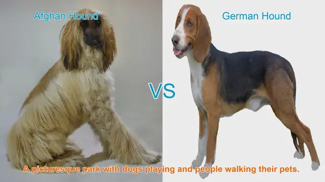Video thumbnail for Afghan Hound vs. German Hound: A Breed Comparison