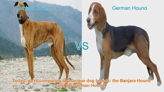 Video thumbnail for Comparing Banjara Hound and German Hound: Origins, Traits, and Care