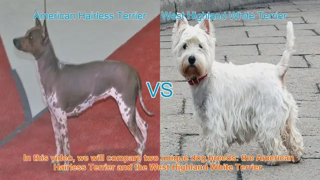 Video thumbnail for American Hairless Terrier vs. West Highland White Terrier: A Breed Comparison