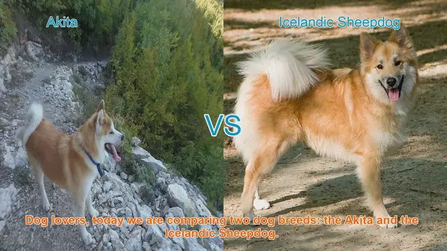 Video thumbnail for Akita vs. Icelandic Sheepdog: A Comparison of Two Distinct Dog Breeds