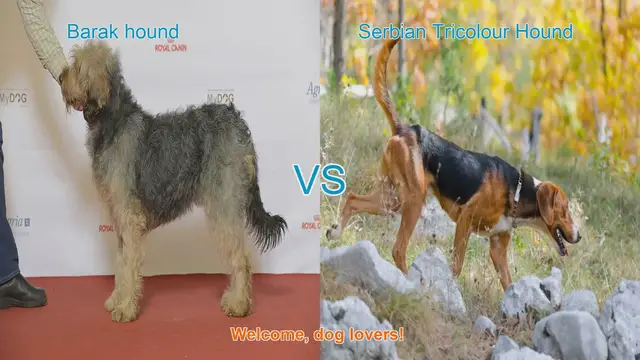 Video thumbnail for Barak Hound vs. Serbian Tricolour Hound: A Comprehensive Comparison
