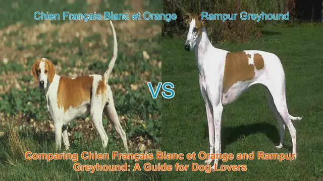Video thumbnail for Comparing Chien Français Blanc et Orange and Rampur Greyhound: A Guide for Dog Lovers