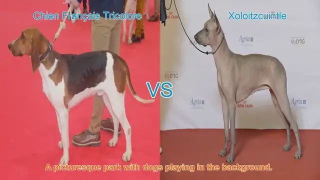 Video thumbnail for Comparing Chien Français Tricolore and Xoloitzcuintle: A Breed Comparison